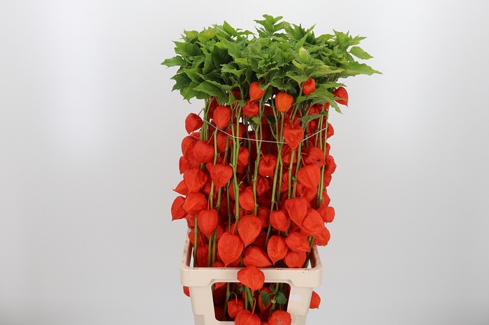 <h4>Physalis Overig</h4>