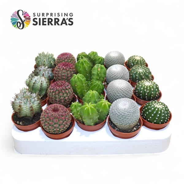<h4>Sierra's® - Bilbao Cactus Mix (Exclusive)</h4>