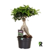 Ficus Ginseng
