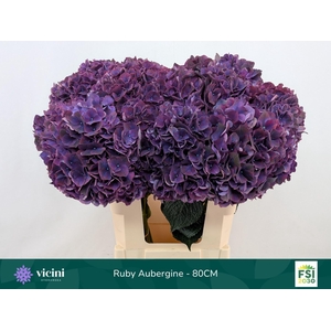 Hydrangea  'Magical Rubyred Lilac'