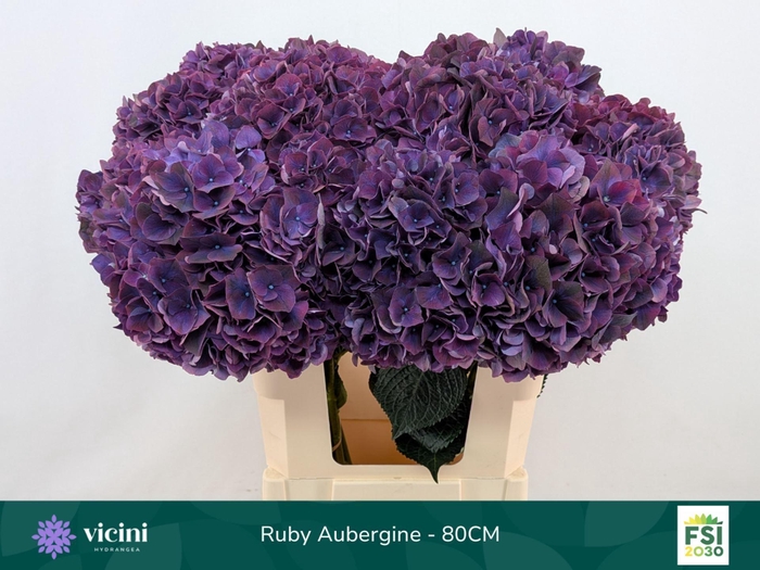 <h4>Hydrangea  'Magical Rubyred Lilac'</h4>