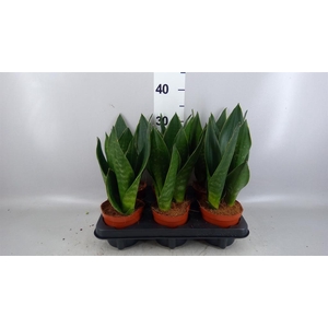 Sansevieria trifa.   ...