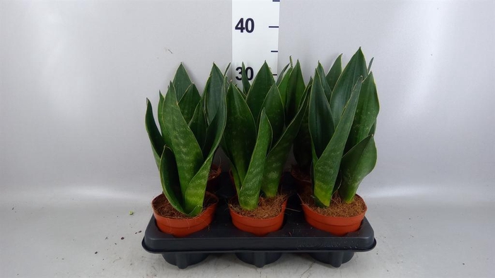 <h4>Sansevieria trifa.   ...</h4>