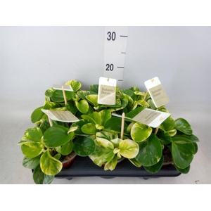 Peperomia