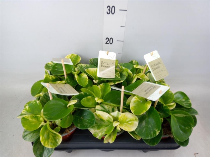 <h4>Peperomia</h4>