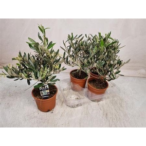 Olea Europaea