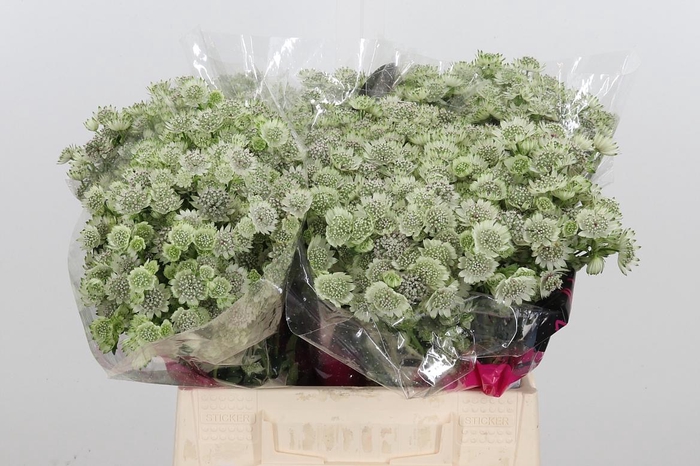 Astrantia Wit Billion Stars