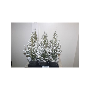 Picea Gl Conica Snow