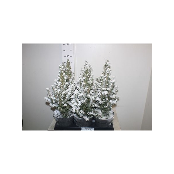 <h4>Picea Gl Conica Snow</h4>