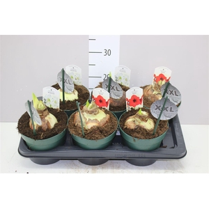 Hipp Gemengd 2 Steel 17cm