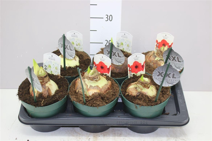 <h4>Hipp Gemengd 2 Steel 17cm</h4>