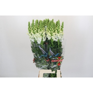 Antirrhinum Potomac White Promo