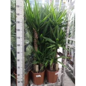 Yucca elephantipes   ...