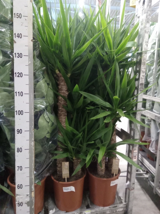 <h4>Yucca elephantipes   ...</h4>