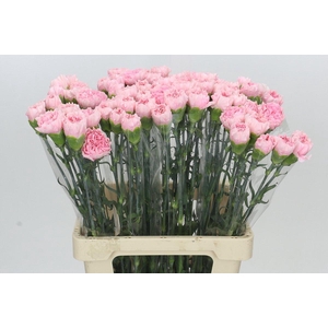 Dianthus St Doncel