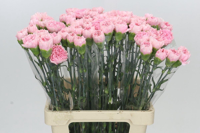 <h4>Dianthus St Doncel</h4>