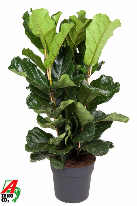 <h4>Ficus lyrata</h4>