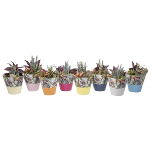 SUCCULENTS ARRANGEMENT Ø 10,5 WITH BICOLORED POTCOVER - TRAY 9 PCS (SUCCULENTEN)