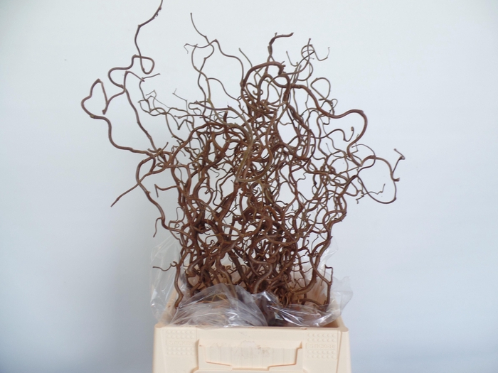 <h4>CORYL AV CONTORTA</h4>