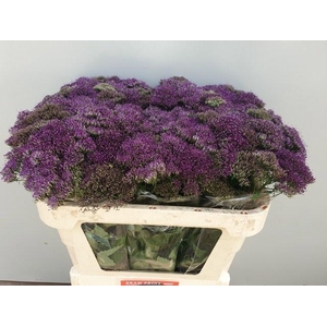 TRACH PU LAKE MICHIG