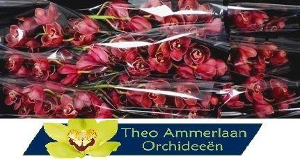 <h4>CYMB T LUCIFER</h4>