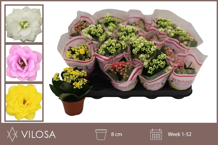 <h4>KAL GE GEM 5 KL</h4>