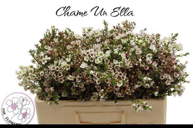 <h4>CHAME UN ELLA</h4>