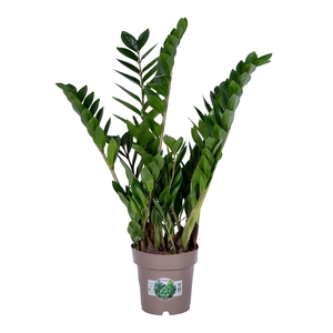 Zamioculcas P17 75cm 8+ veren