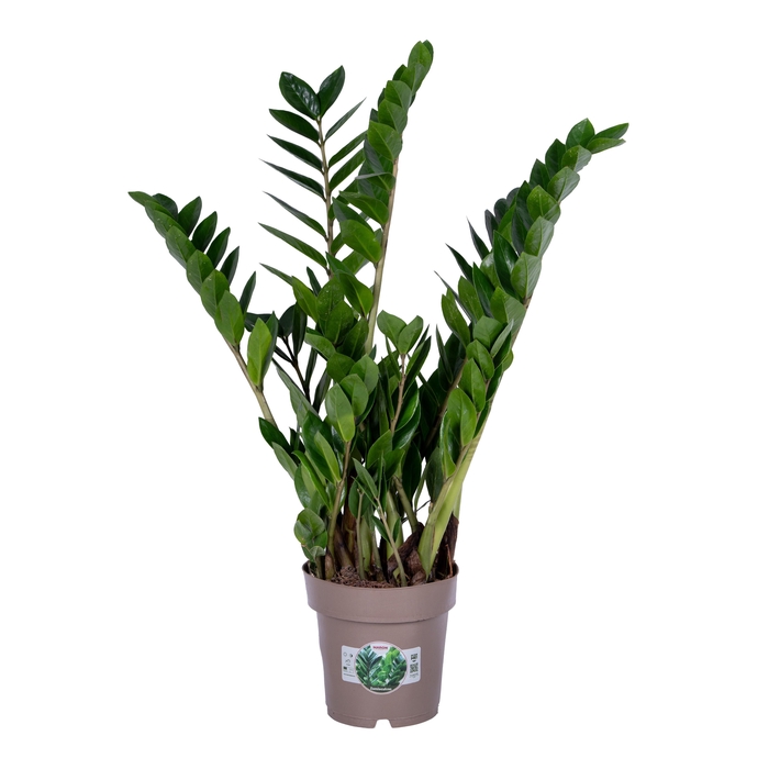 <h4>Zamioculcas P17 75cm 8+ veren</h4>
