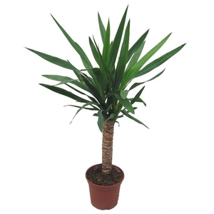 YUCCA ELEPHANTIPES