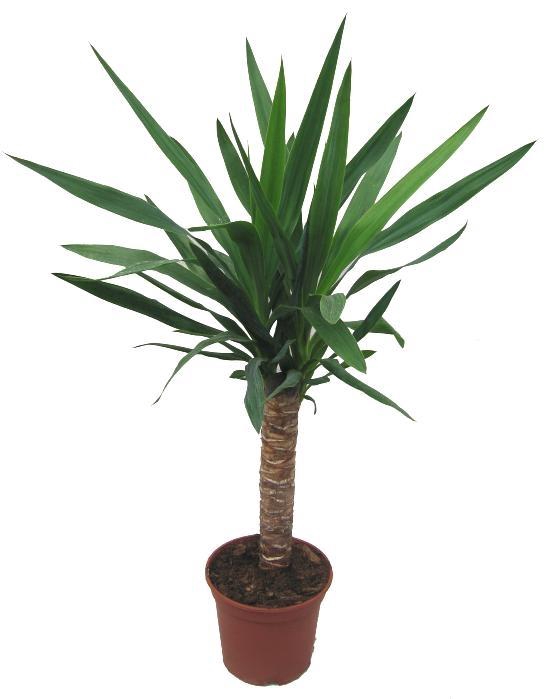 <h4>YUCCA ELEPHANTIPES</h4>