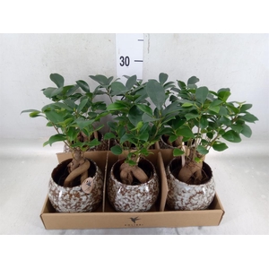 Ficus microcarpa 'Ginseng'
