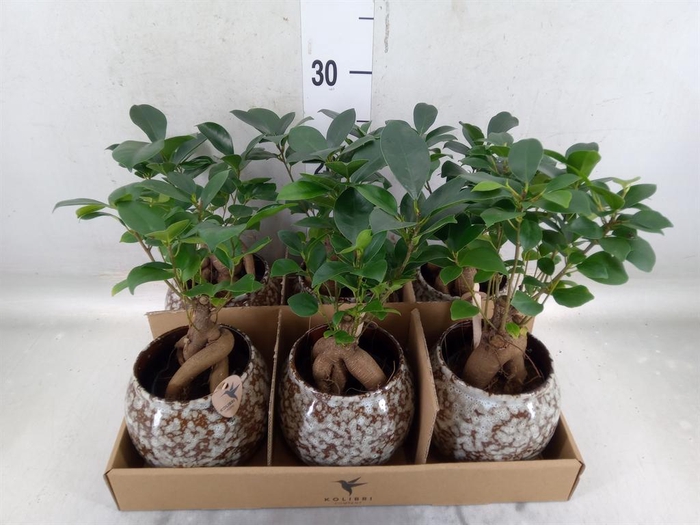 <h4>Ficus microcarpa 'Ginseng'</h4>