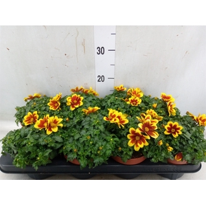 Bidens fer. 'Beedance Painted Red'