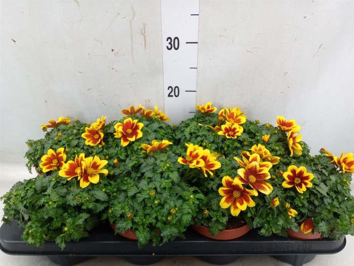 <h4>Bidens fer. 'Beedance Painted Red'</h4>