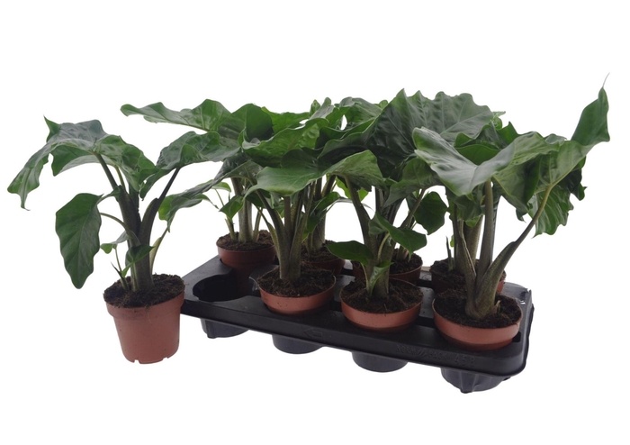 <h4>Alocasia  'Low Rider'</h4>