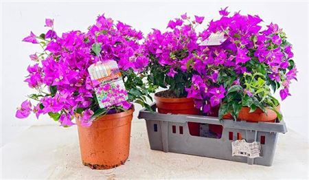<h4>Bougainv Sanderiana</h4>