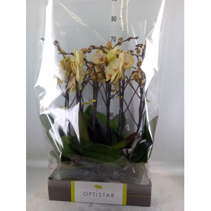 Phalaenopsis   ...yellow