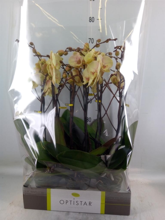 <h4>Phalaenopsis   ...yellow</h4>