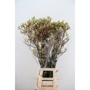 ANIGOZ ARANKA RD/MINT 100CM