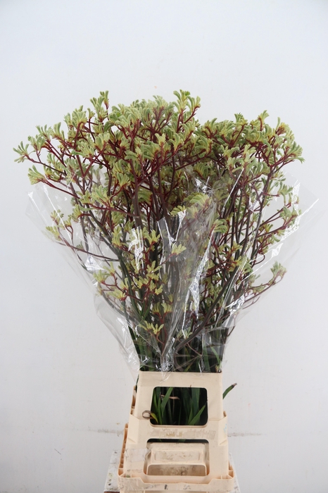 <h4>ANIGOZ ARANKA RD/MINT 100CM</h4>