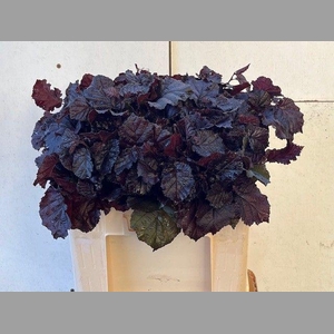 Coryl Max Purpurea