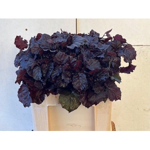 Coryl Max Purpurea