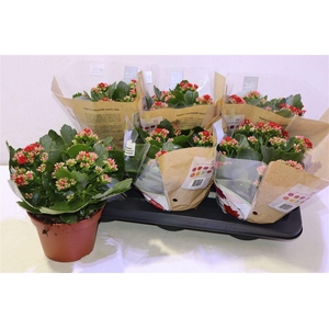 arr8 Kal Ge Don Justino