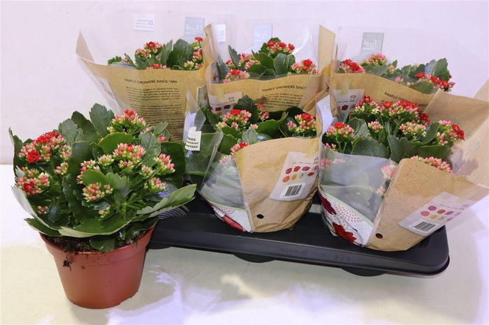 <h4>Kal Ge Don Justino</h4>