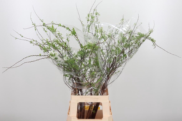 <h4>Spir C Grefsheim</h4>