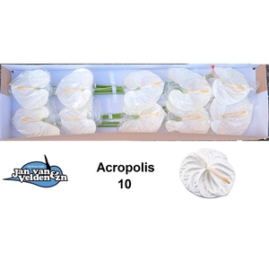 Acropolis 10