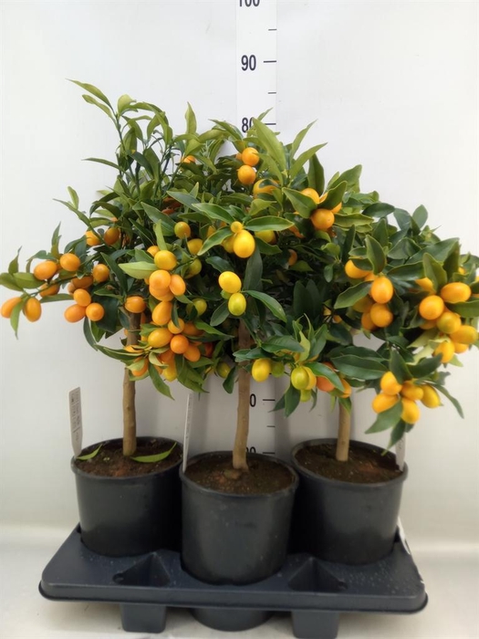 <h4>Citrus   ...</h4>