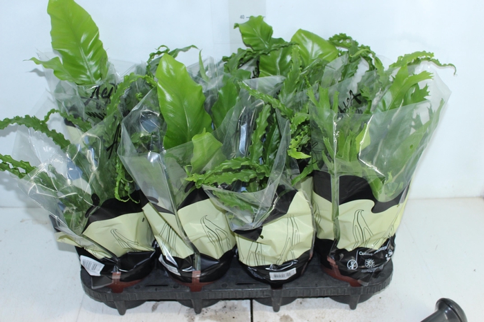 <h4>ASPLENIUM VARIADO P14</h4>