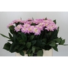 Dahlia Sweet Suprise